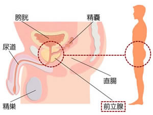 前立腺